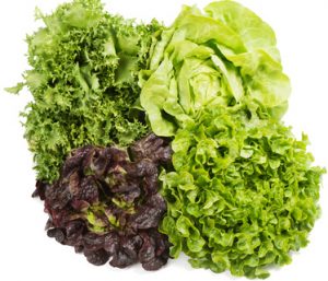Fresh green and red lettuce isolated on a white background.